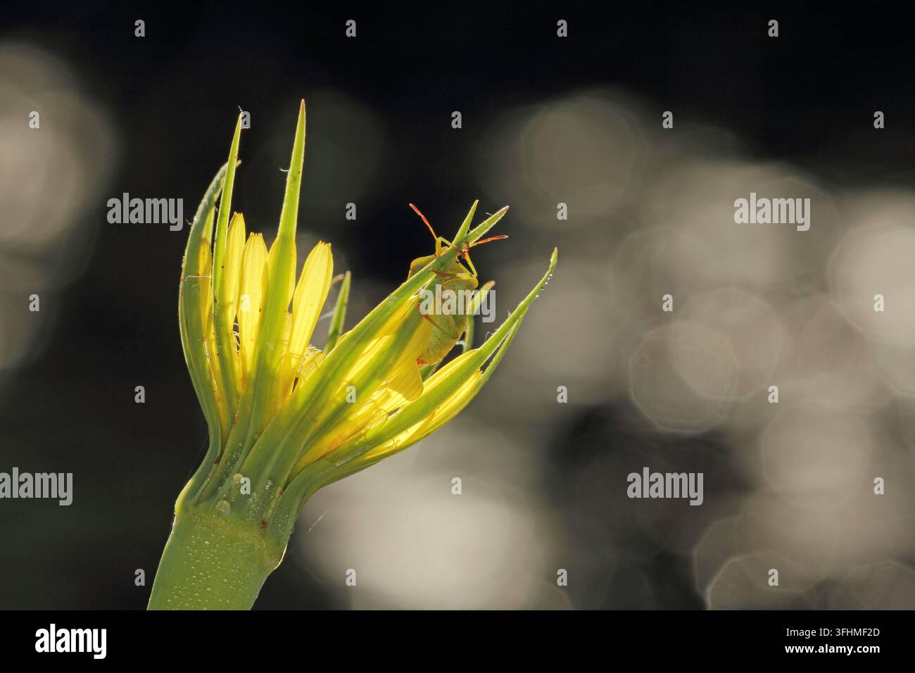 Grüner Stinkkäfer (Palomena prasina) Stockfoto