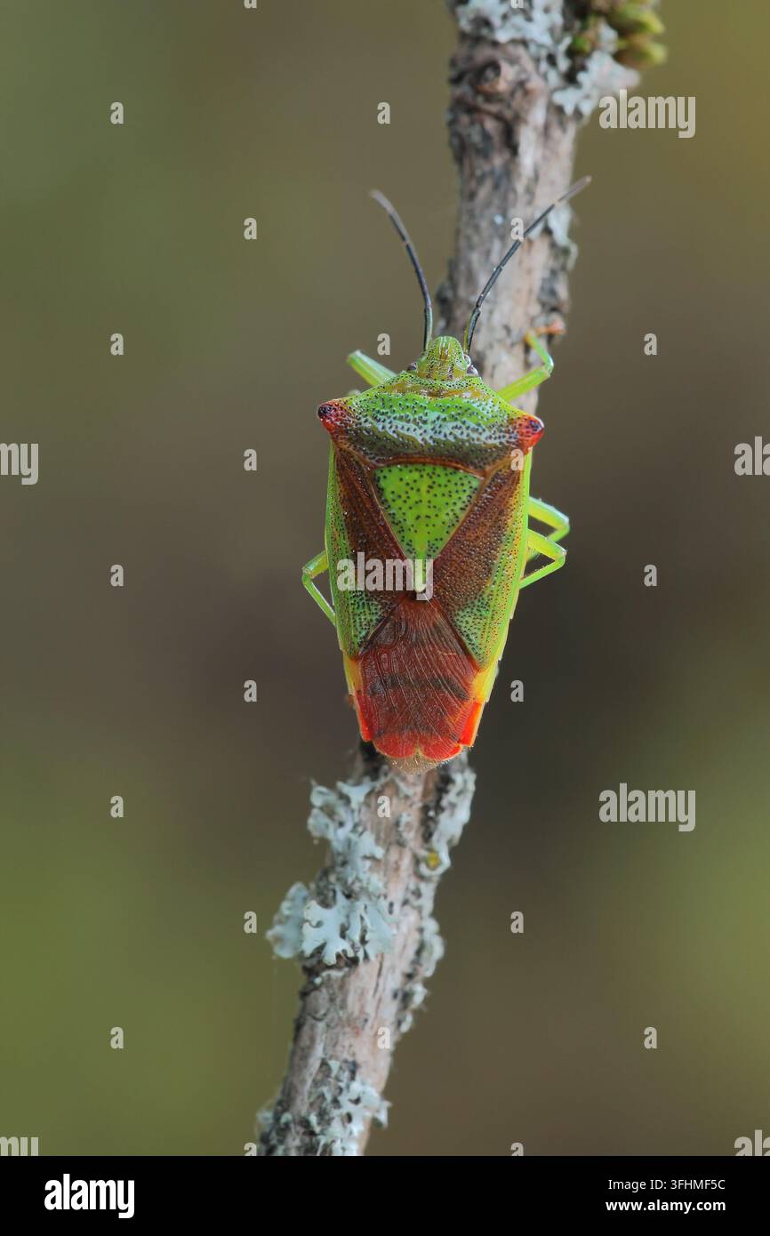 Wacholder-Schildkäfer (Cyphostethus tristriatus) Stockfoto