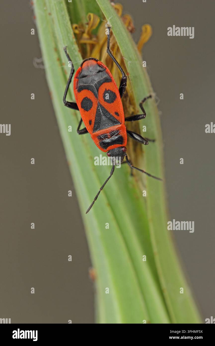Feuer-Fehler (Pyrrhocoris Apterus) Stockfoto