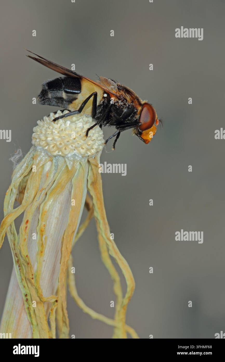 Große Schwebfliege (Volucella pellucens) Stockfoto