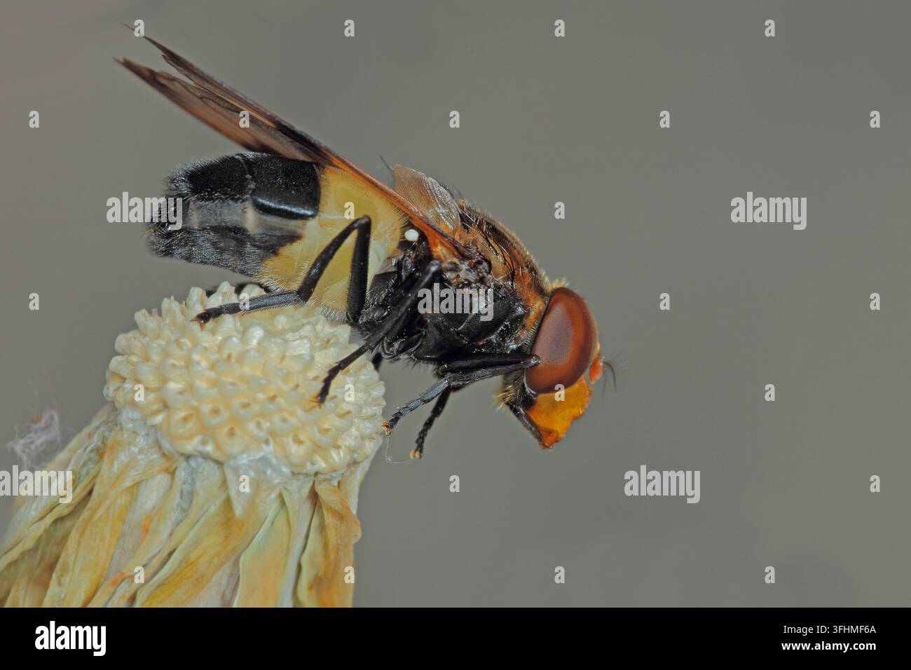 Große Schwebfliege (Volucella pellucens) Stockfoto
