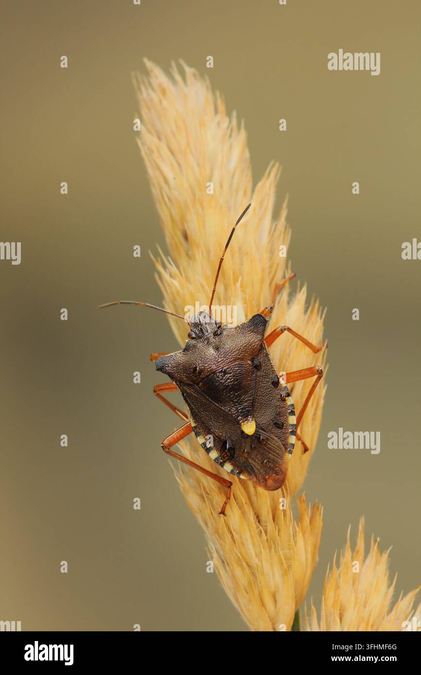 Wald-Fehler (Pentatoma Art) Stockfoto