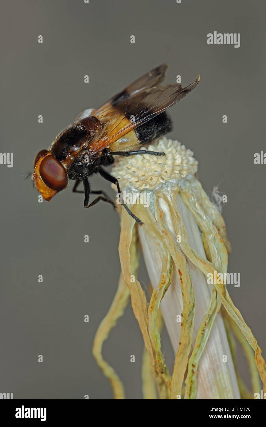 Große Schwebfliege (Volucella pellucens) Stockfoto