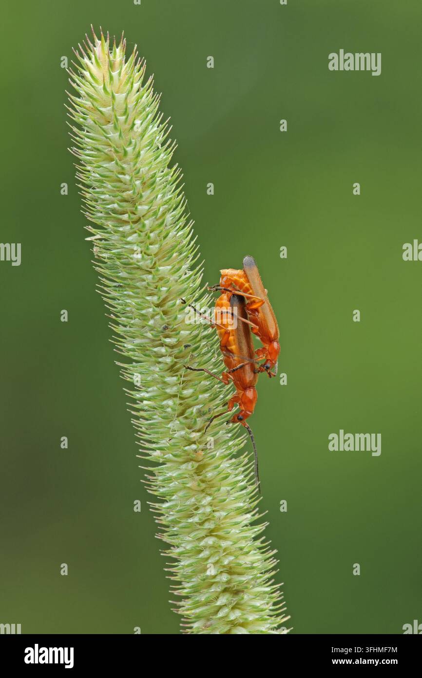 Gewöhnliche rote Soldatenkäfer (Rhagonycha fulva) Stockfoto