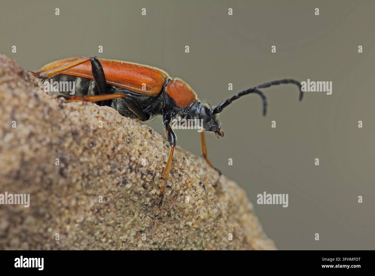 Roter Langhornkäfer (Stictoleptura rubra) Stockfoto