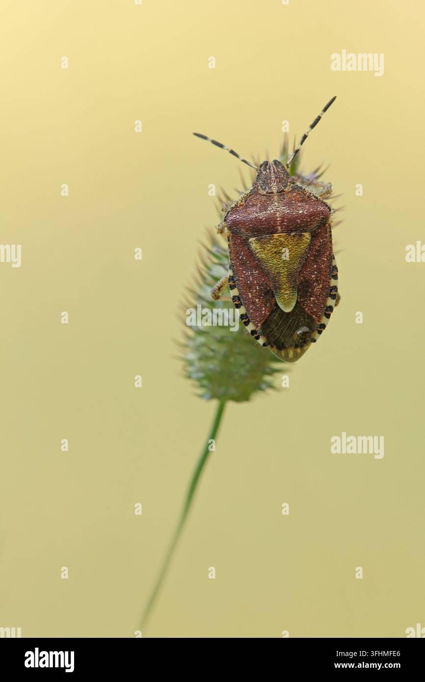 Schlehenwanze (Dolycoris baccarum) Stockfoto