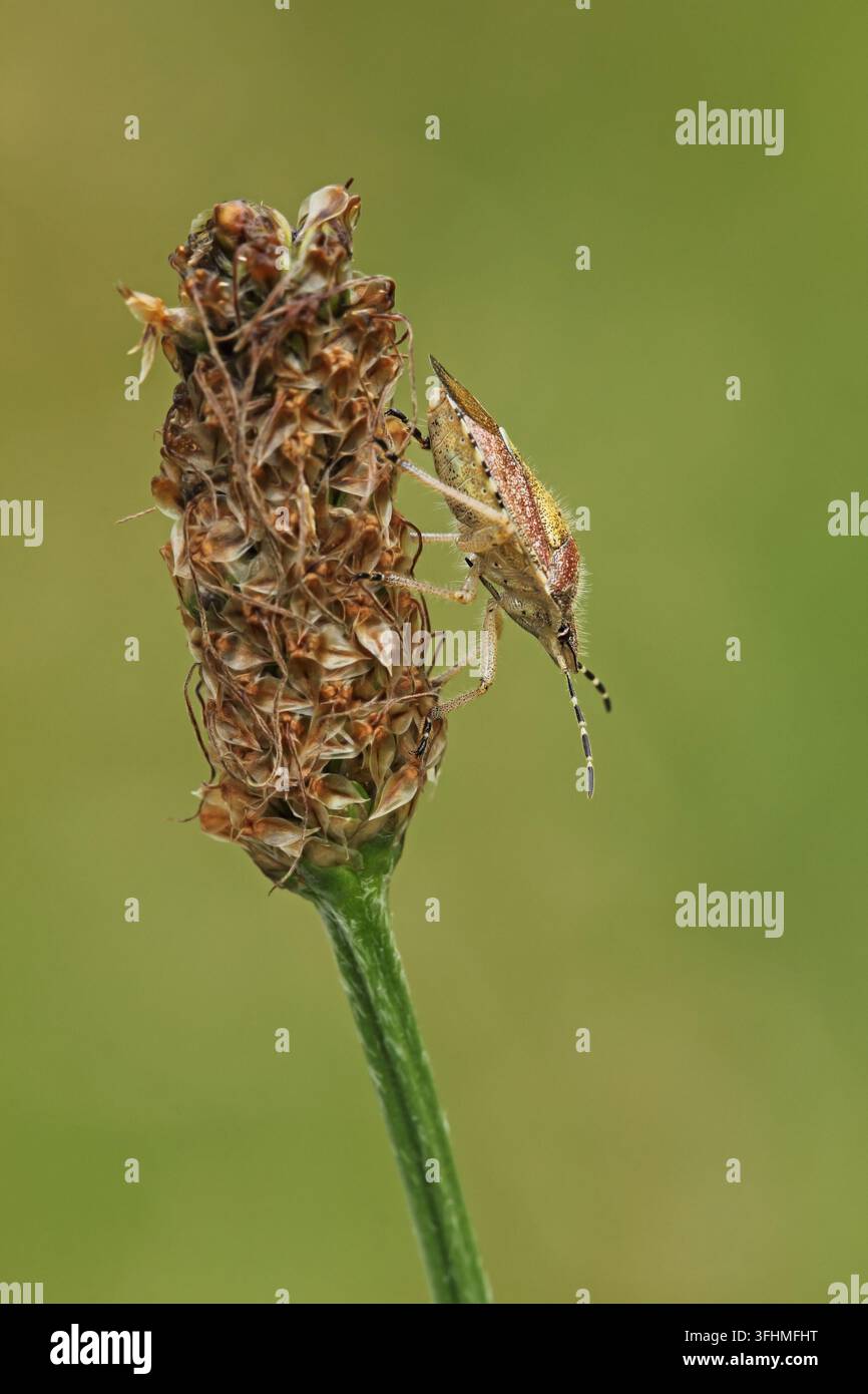 Schlehenwanze (Dolycoris baccarum) Stockfoto
