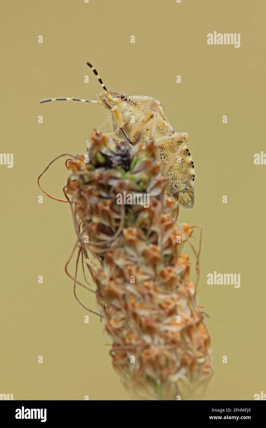 Schlehenwanze (Dolycoris baccarum) Stockfoto