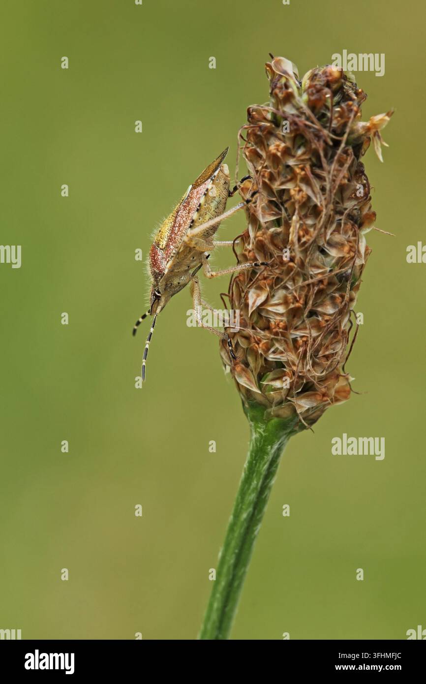 Schlehenwanze (Dolycoris baccarum) Stockfoto