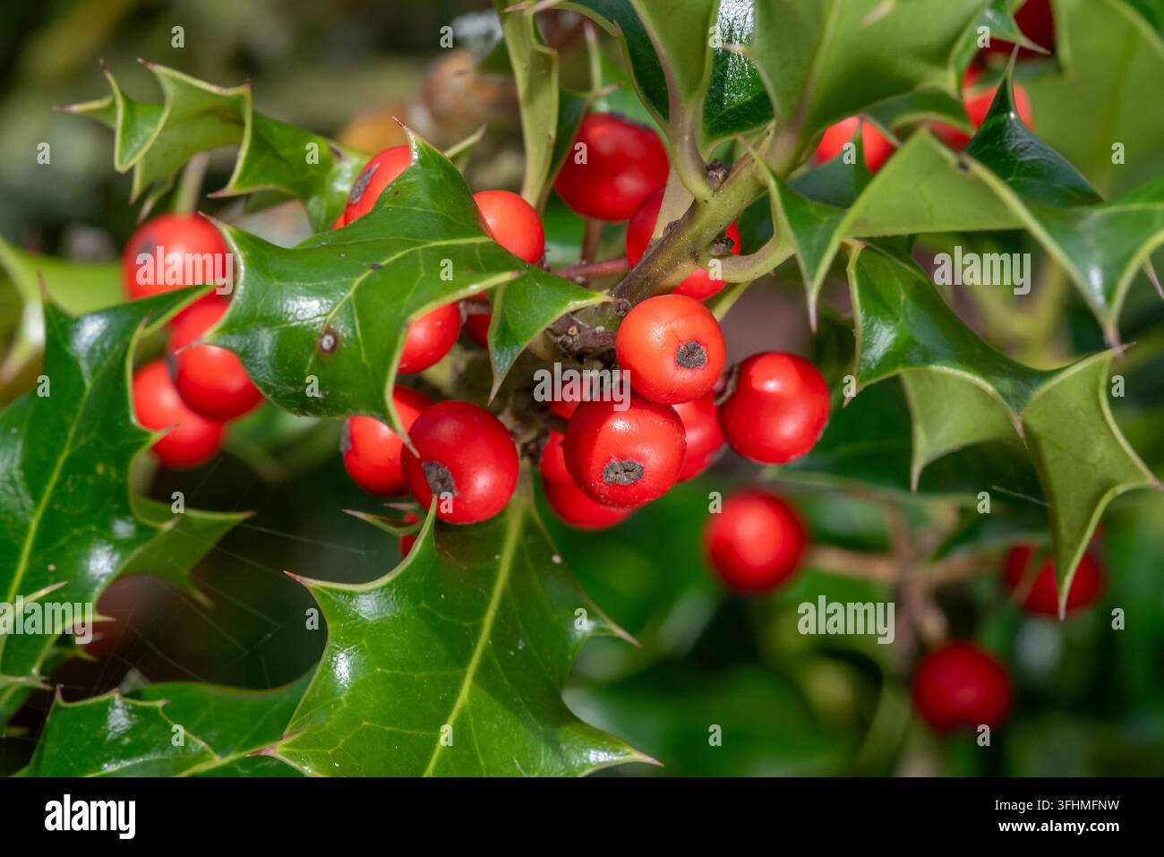 Gemeine Stechpalme / Englische Stechpalme / Europäische Stechpalme / Weihnachtsstechpalme (Ilex aquifolium), Nahaufnahme zeigt immergrüne Blätter und rote Beeren im Herbst Stockfoto