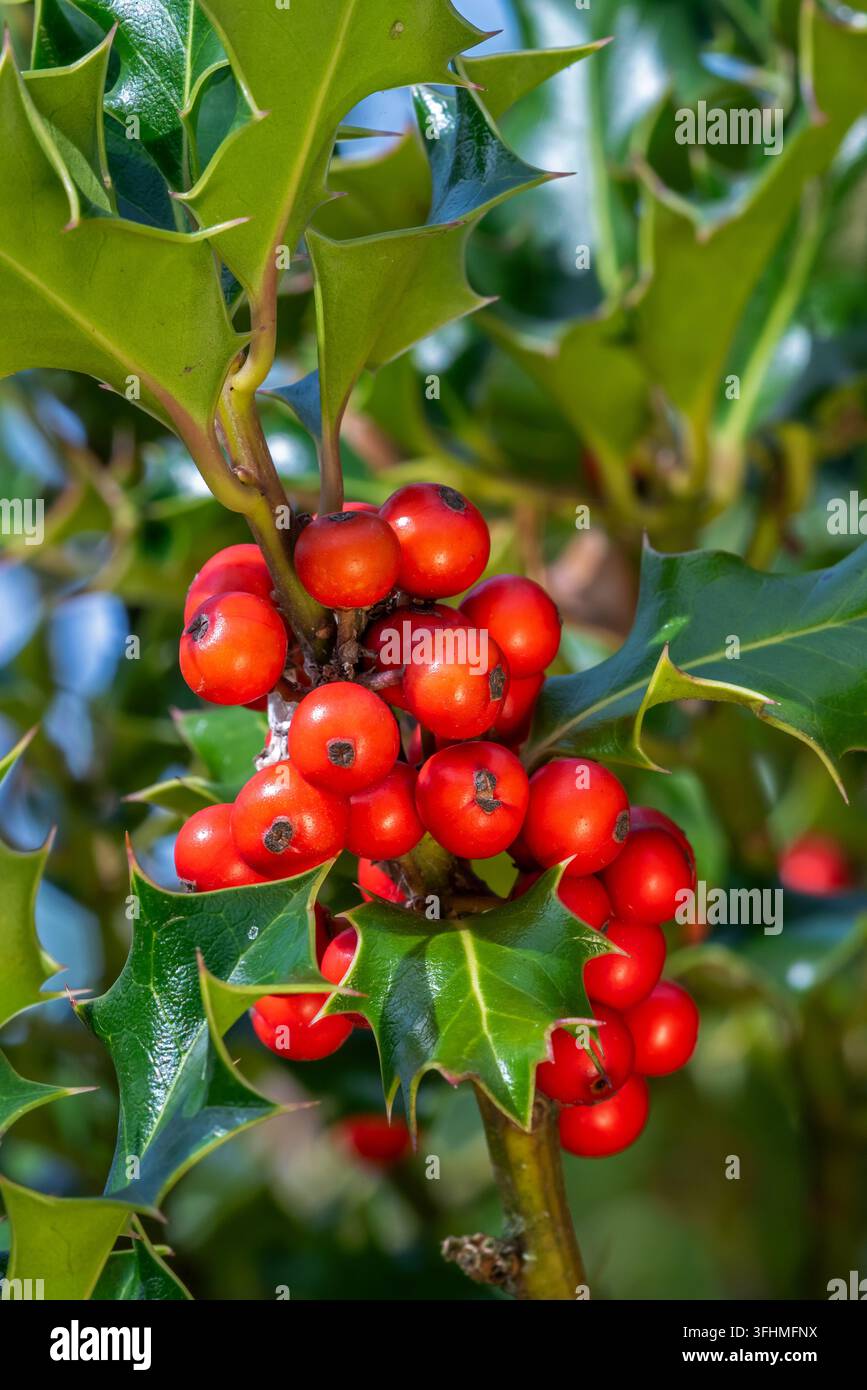 Gemeine Stechpalme / Englische Stechpalme / Europäische Stechpalme / Weihnachtsstechpalme (Ilex aquifolium), Nahaufnahme zeigt immergrüne Blätter und rote Beeren im Herbst Stockfoto