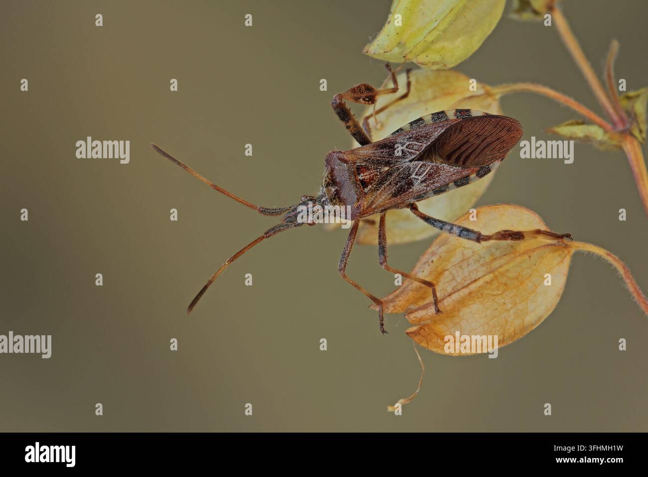 Western Nadelbaum same Bug (Leptoglossus occidentalis) Stockfoto