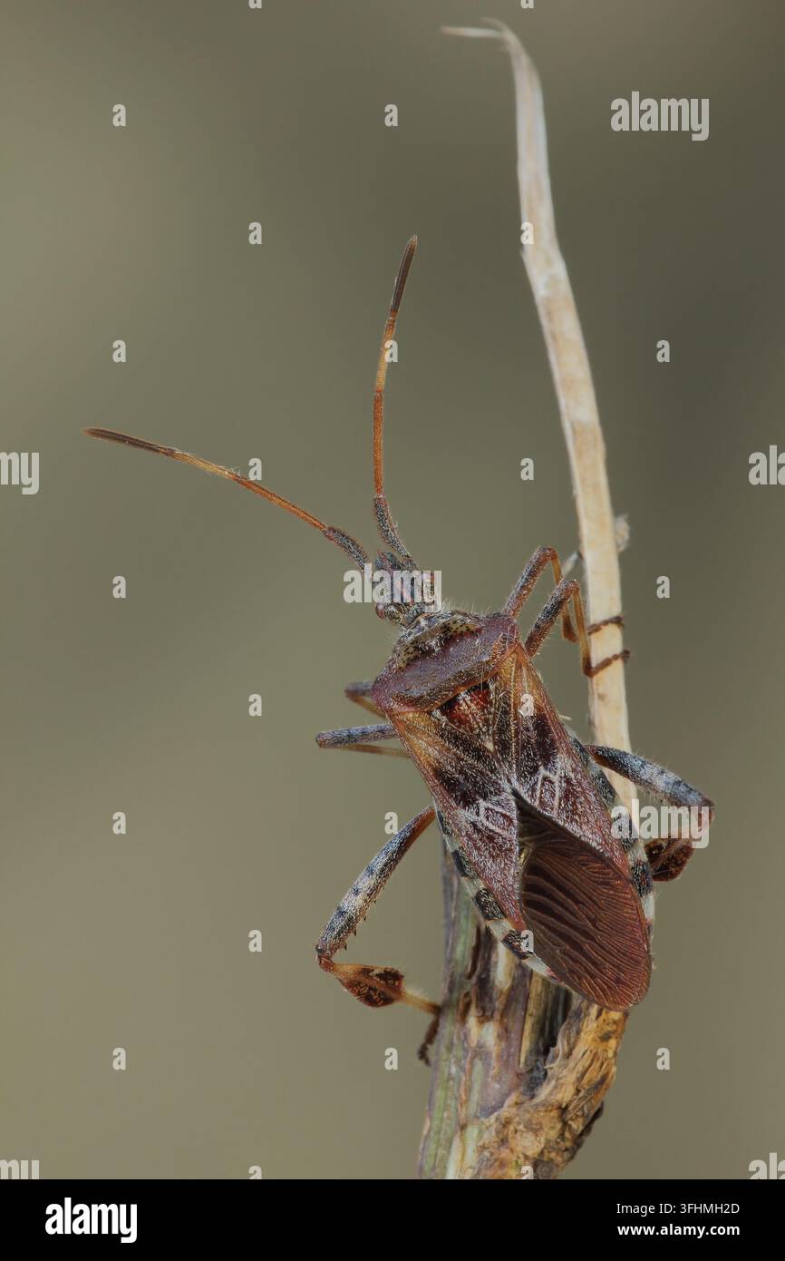 Western Nadelbaum same Bug (Leptoglossus occidentalis) Stockfoto