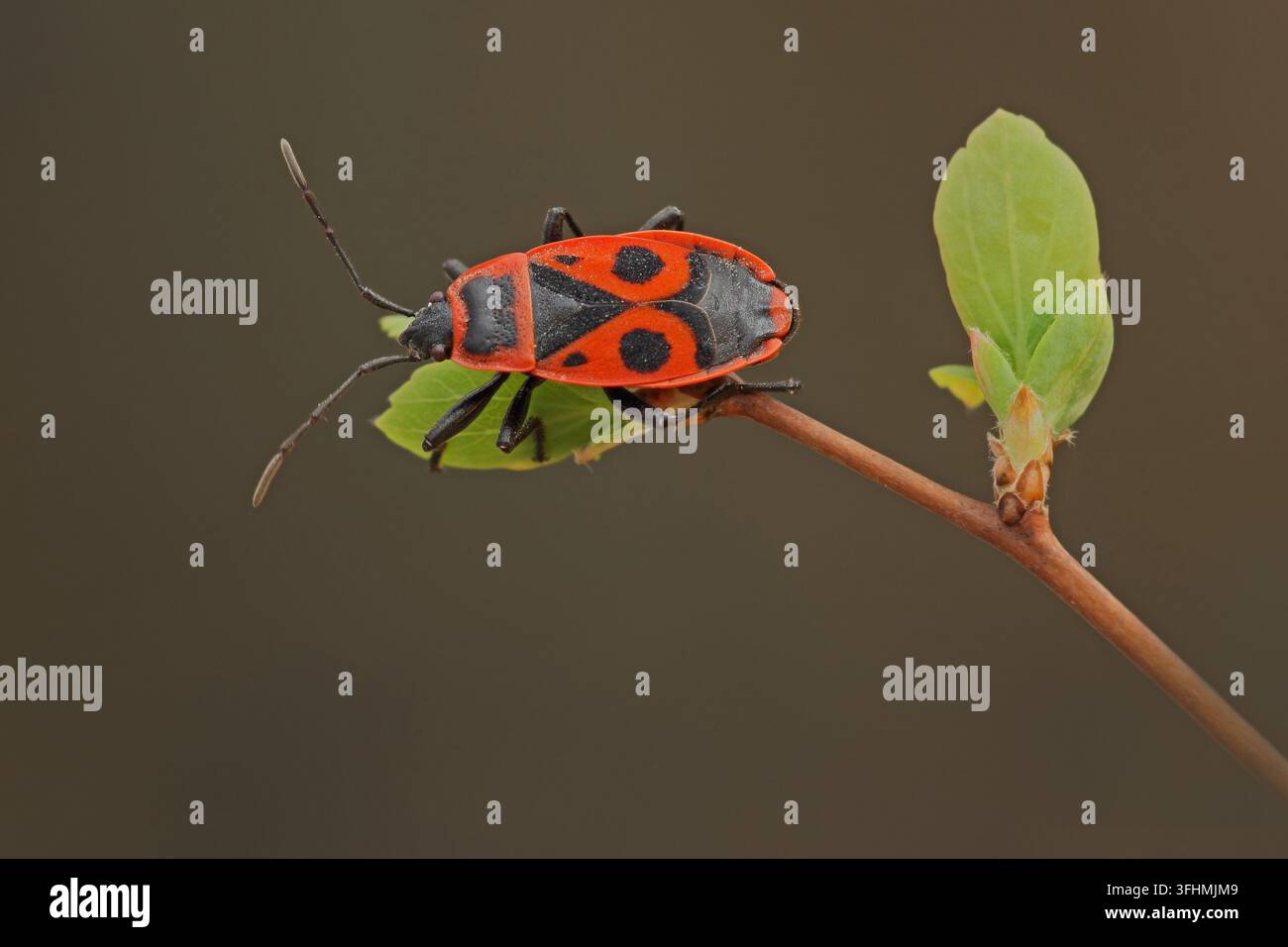 Feuerkäfer (Pyrrhocoridae) Stockfoto