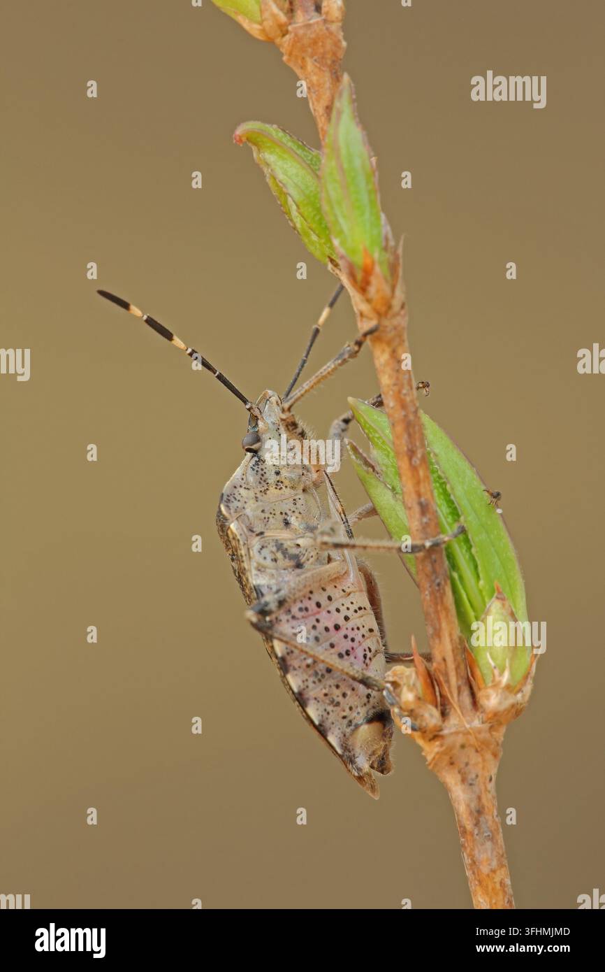 Melierter Schildbug (Rhaphigaster nebulosa) Stockfoto
