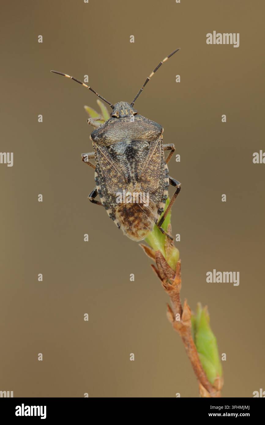 Melierter Schildbug (Rhaphigaster nebulosa) Stockfoto