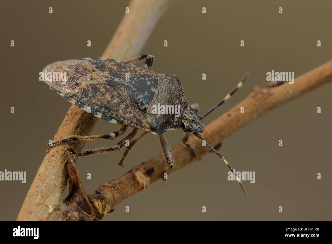 Melierter Schildbug (Rhaphigaster nebulosa) Stockfoto