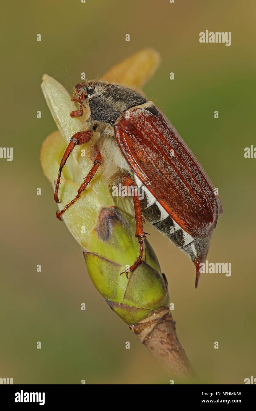 Gemeinsamen Maikäfer (Melolontha Melolontha) Stockfoto