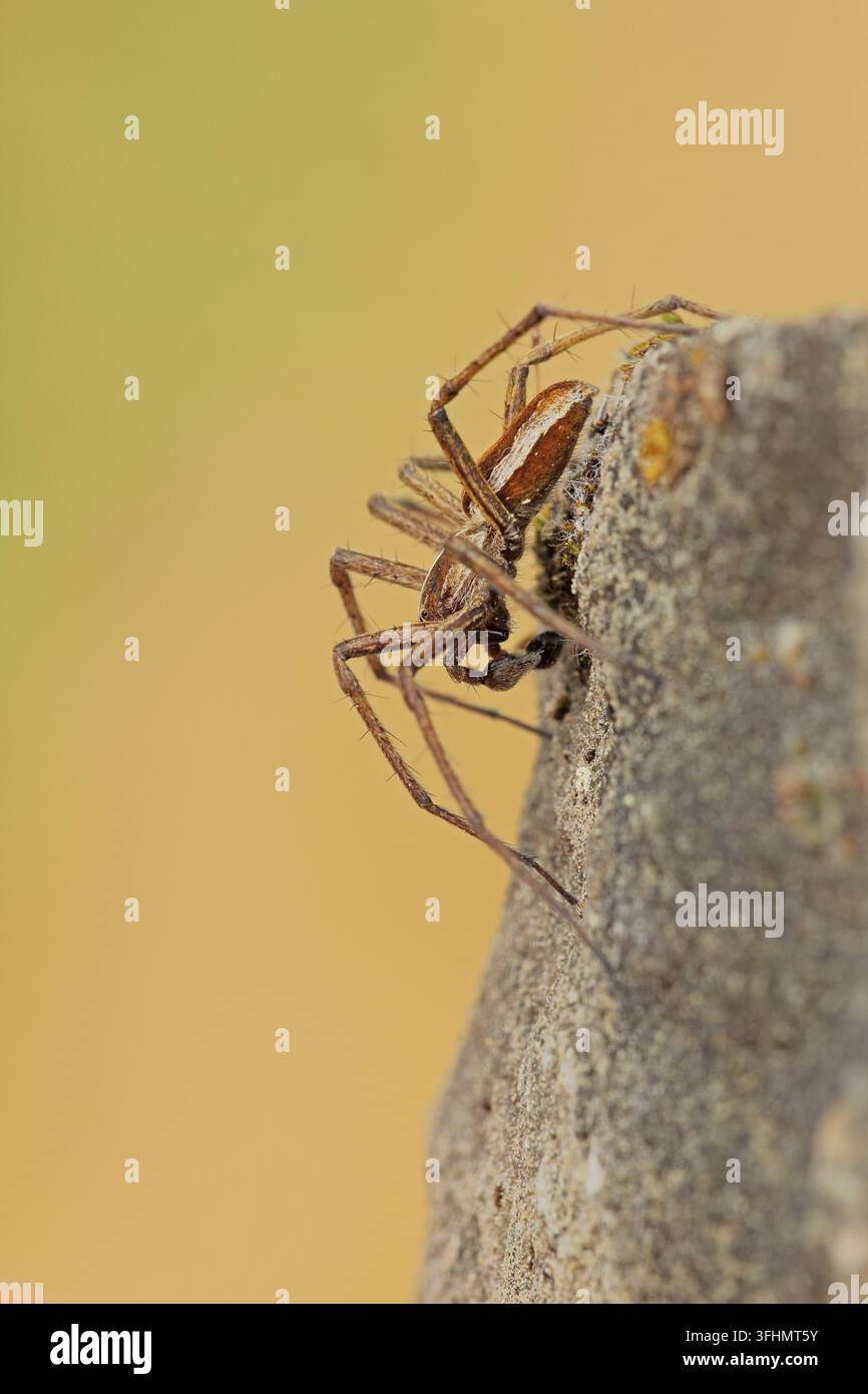 Baumschule Web Spider (Pisaura Mirabilis) Stockfoto