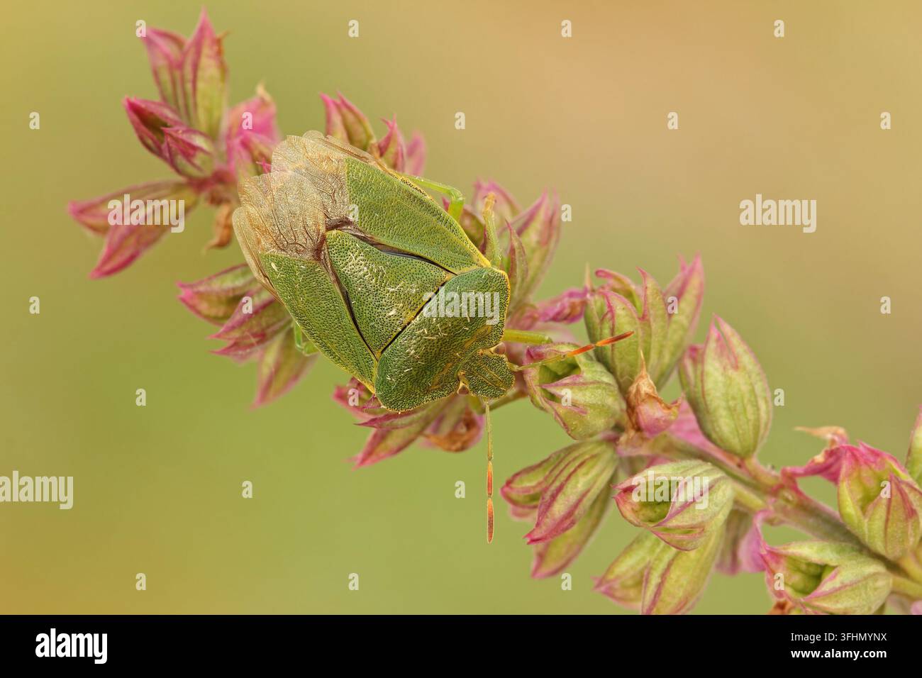 Grüner Stinkkäfer (Palomena prasina) Stockfoto