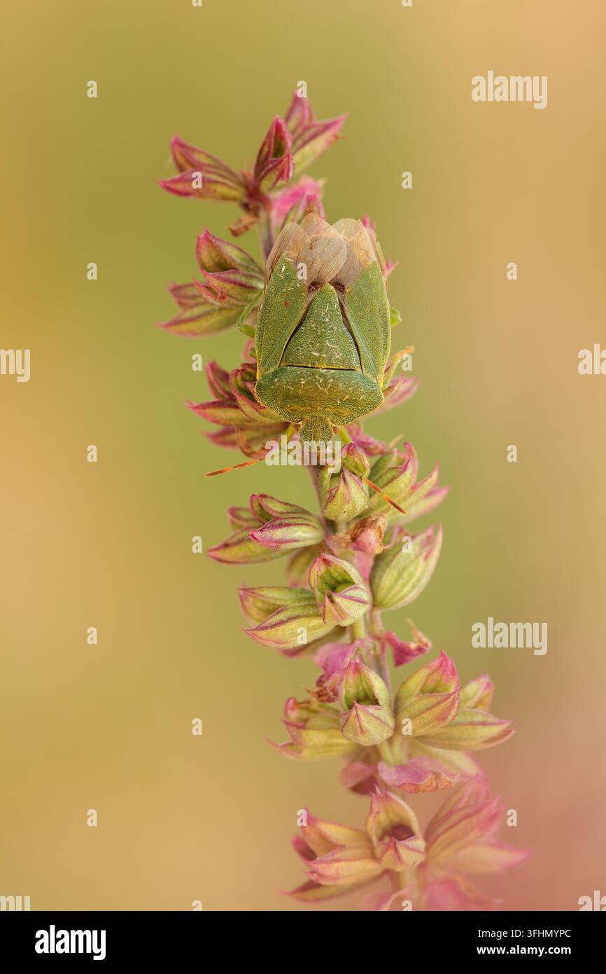 Grünes Schild Bug (Palomena Prasina) Stockfoto