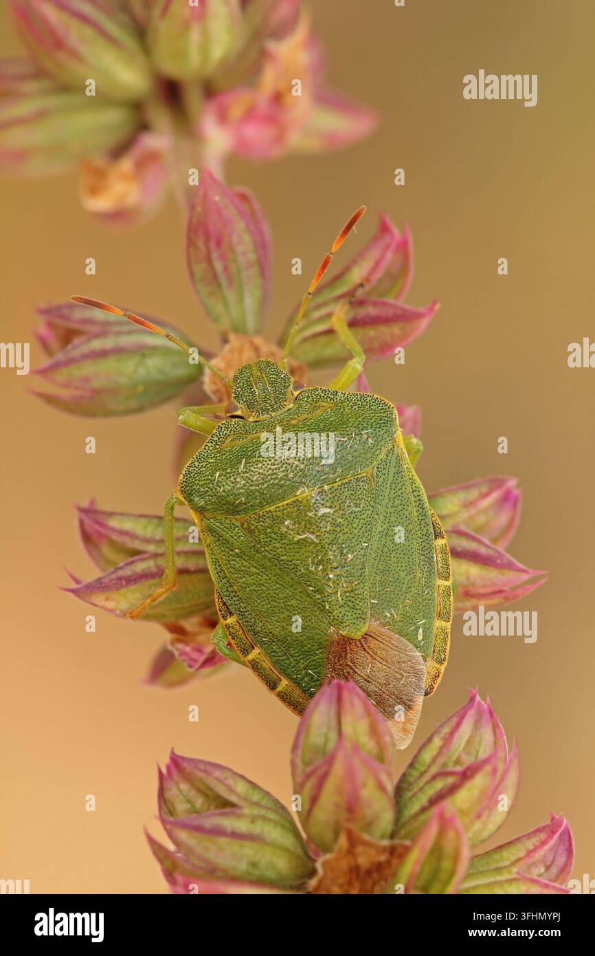 Grüner Stinkkäfer (Palomena prasina) Stockfoto