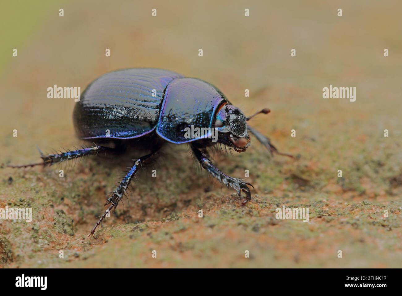 Waldmistkäfer (Anoplotrupes stercorosus) Stockfoto