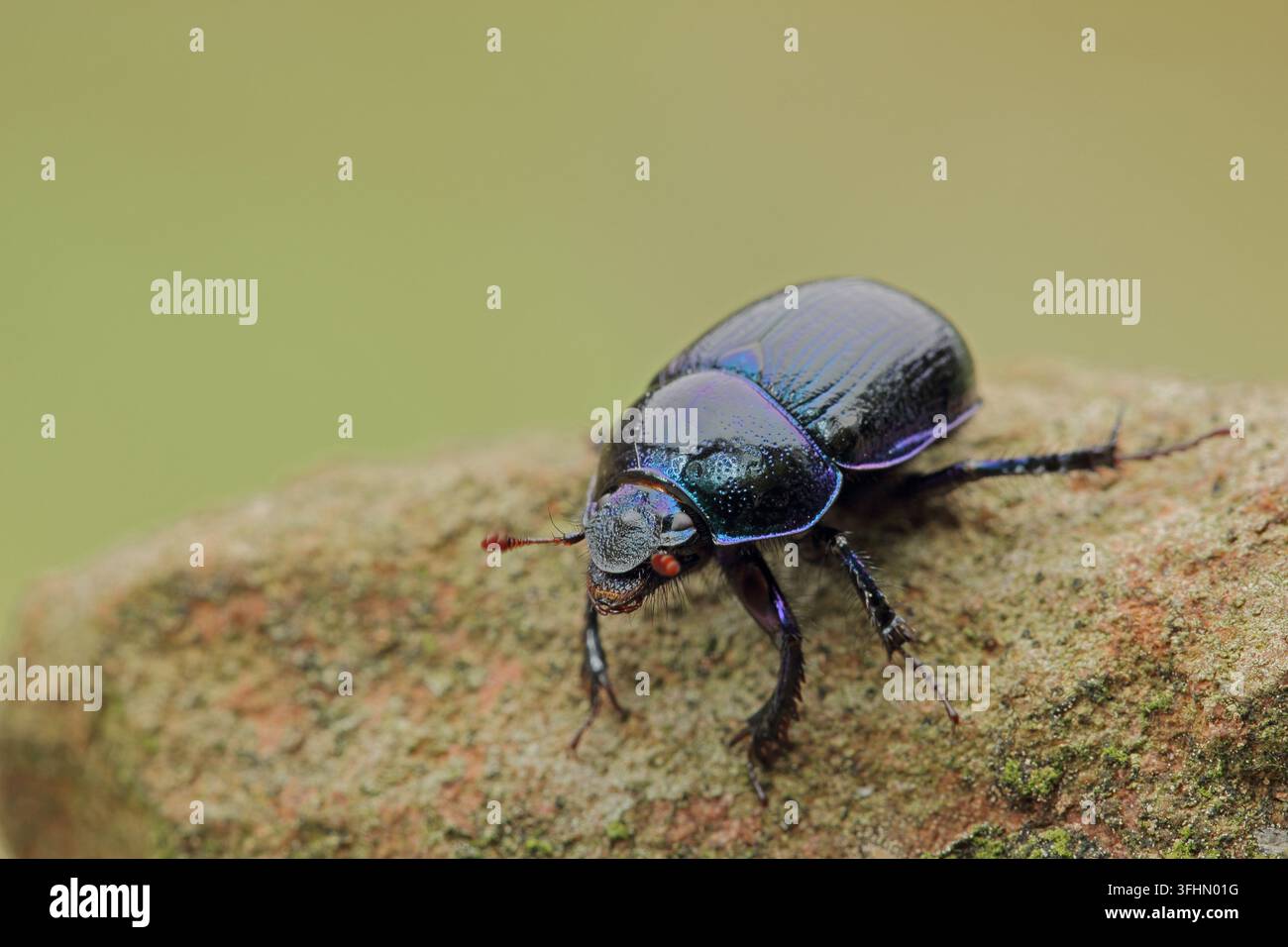 Waldmistkäfer (Anoplotrupes stercorosus) Stockfoto