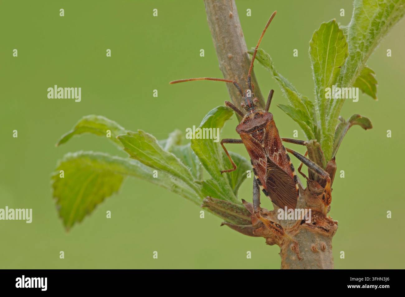 Western Nadelbaum same Bug (Leptoglossus occidentalis) Stockfoto