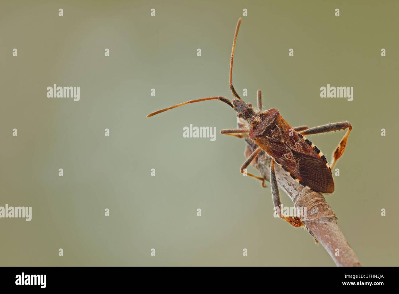 Western Nadelbaum same Bug (Leptoglossus occidentalis) Stockfoto