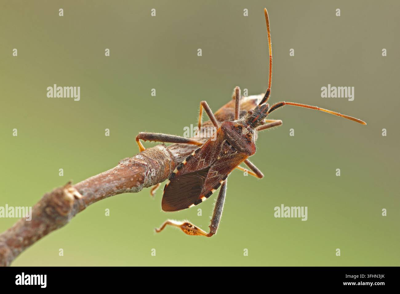 Western Nadelbaum same Bug (Leptoglossus occidentalis) Stockfoto