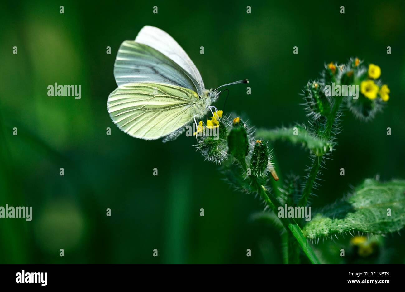 Gabelweißling (Pieris rapae) füttert an einer gelben Wildblume. Yaak Valley, Montana. Stockfoto