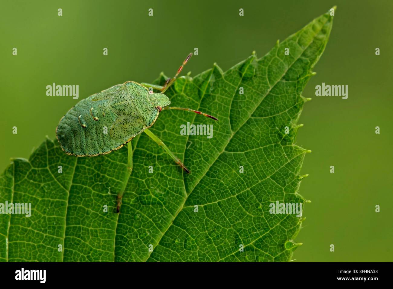 Larve eines grünen Stinkbugs Stockfoto