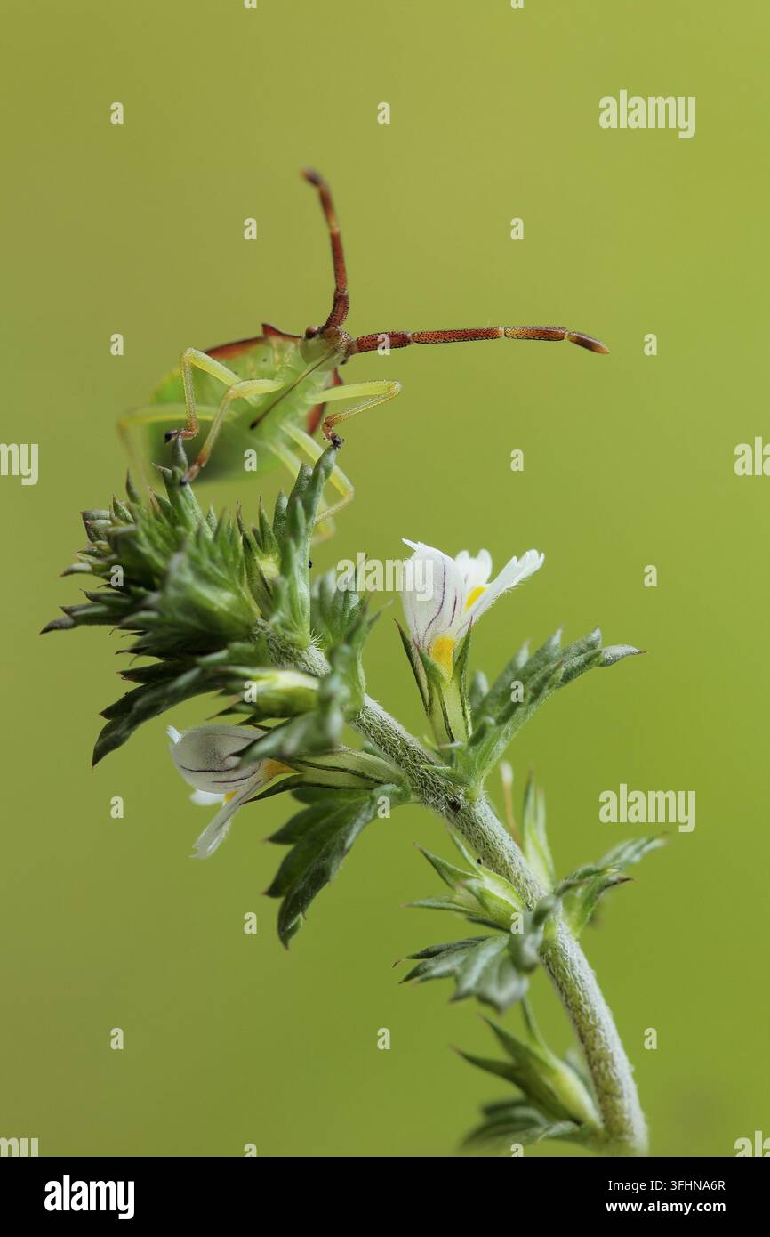 Lederschildkäfer (Coreidae) Stockfoto