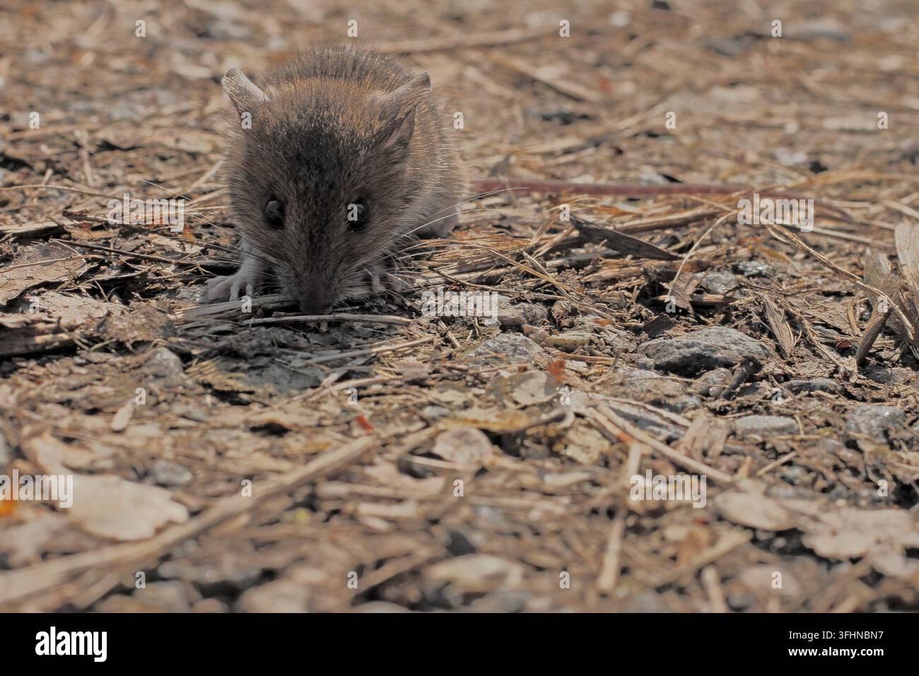 Rauchschwalbe (Myodes glareolus) Stockfoto