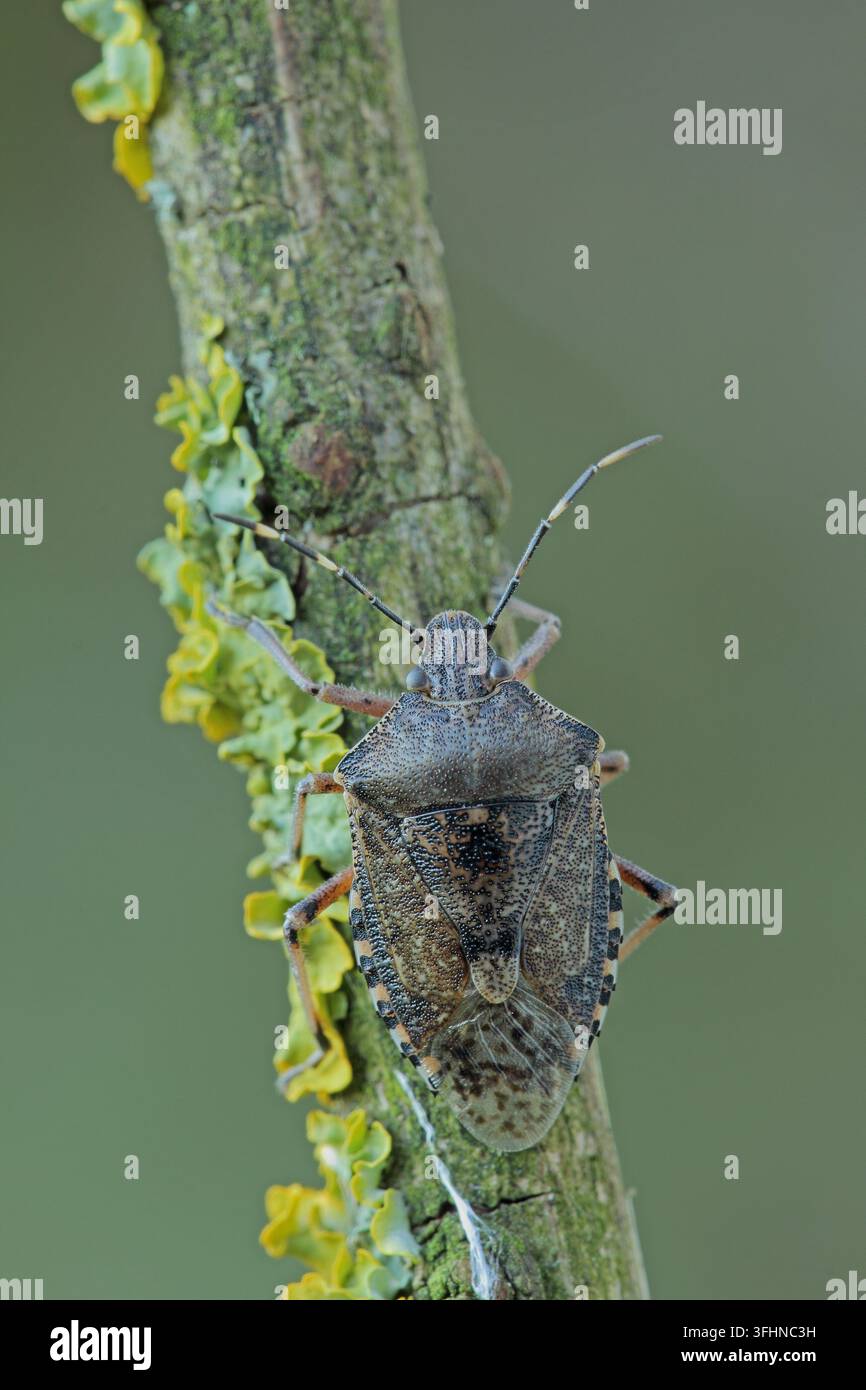 Gesprenkelter Schildkäfer Stockfoto
