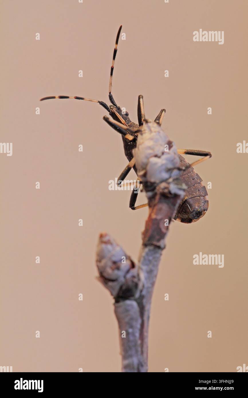 Dicranocephalus agili Stockfoto