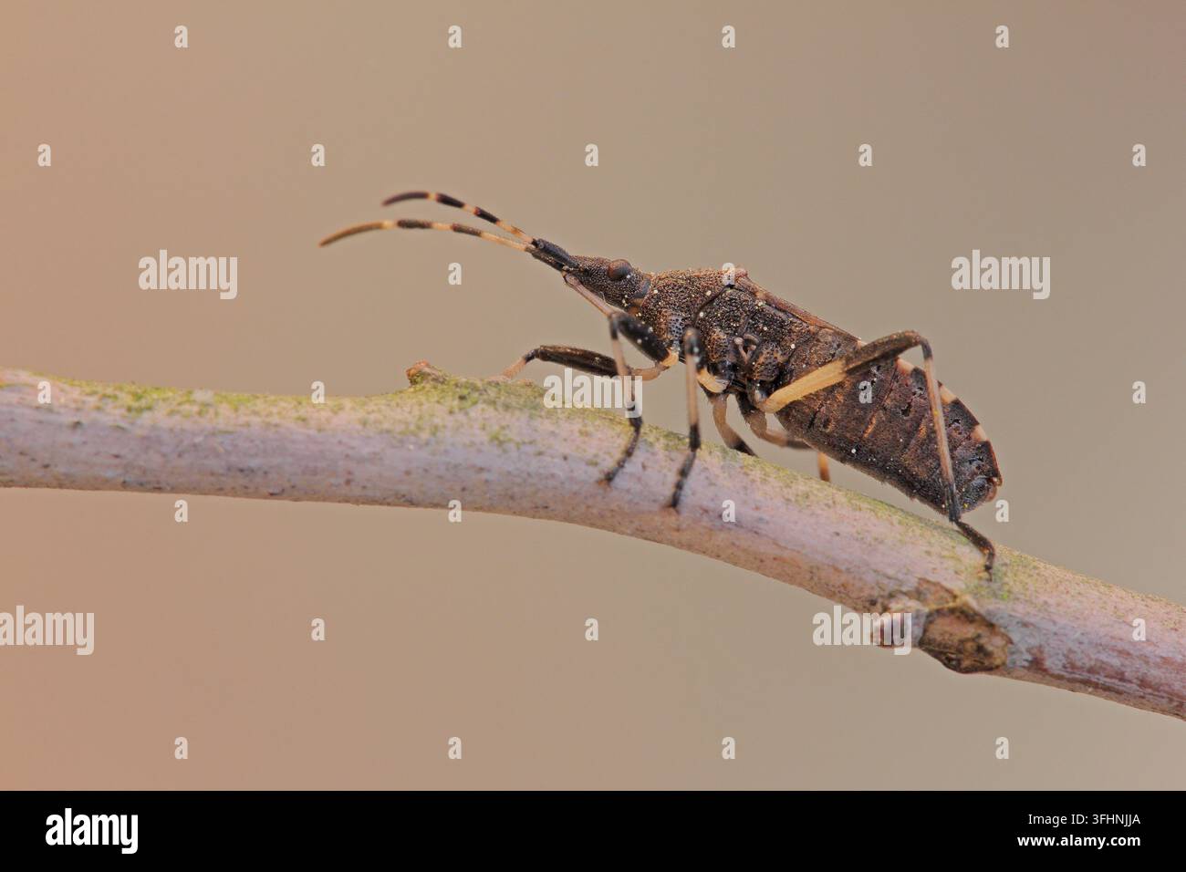 Dicranocephalus agili Stockfoto