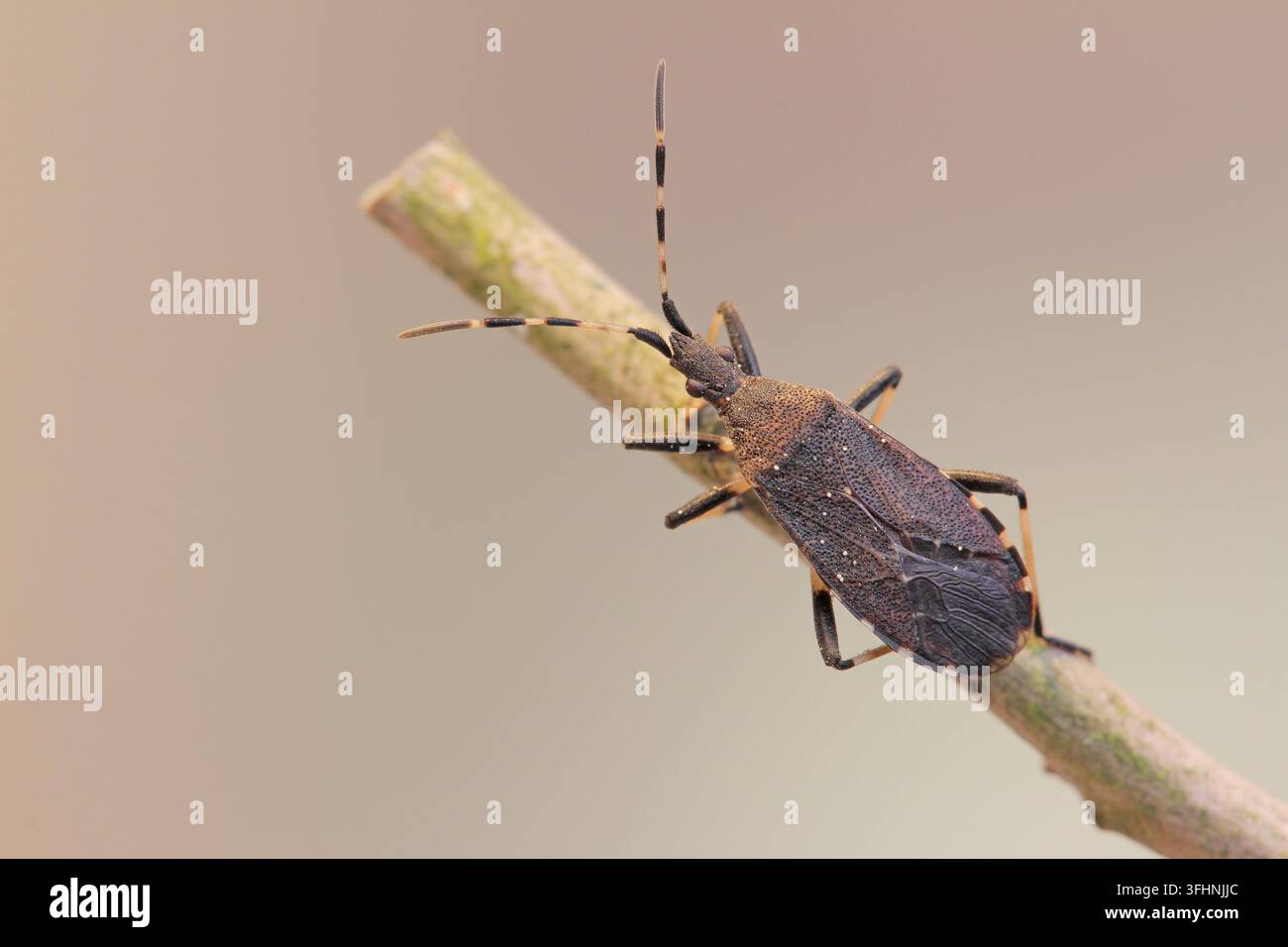 Wolfsmilchkäfer (Dicranocephalus agilis) Stockfoto