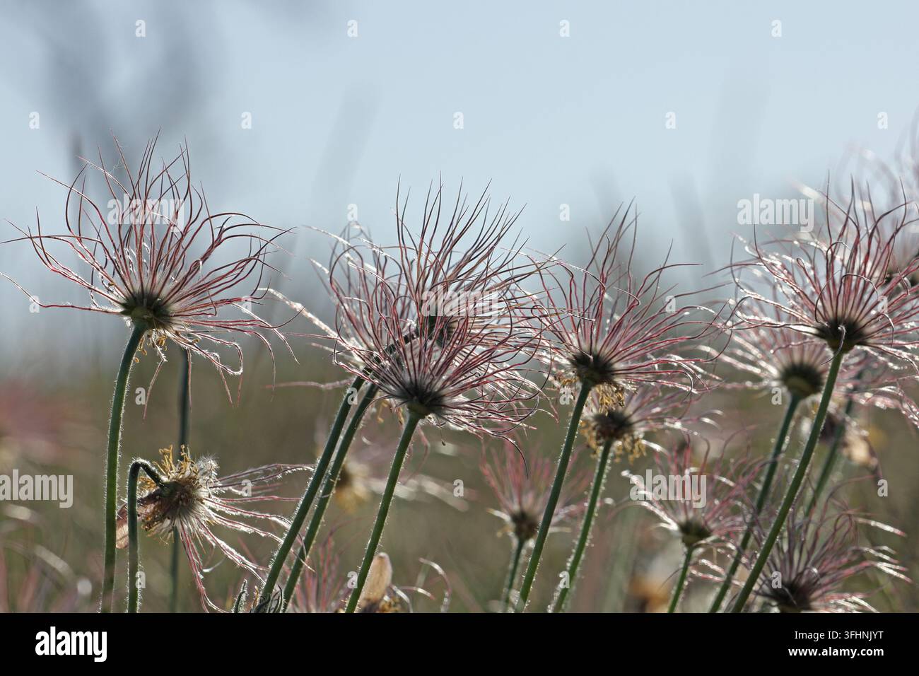 Fruchtender Busch mit Pasque-Blüte Stockfoto
