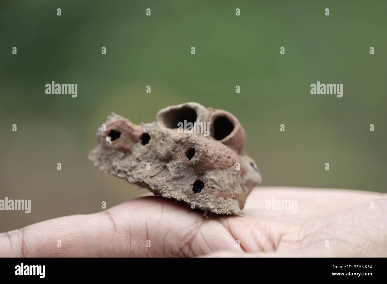 Hält ein leeres Schlammwespennest vor natürlichem grünem Hintergrund Stockfoto