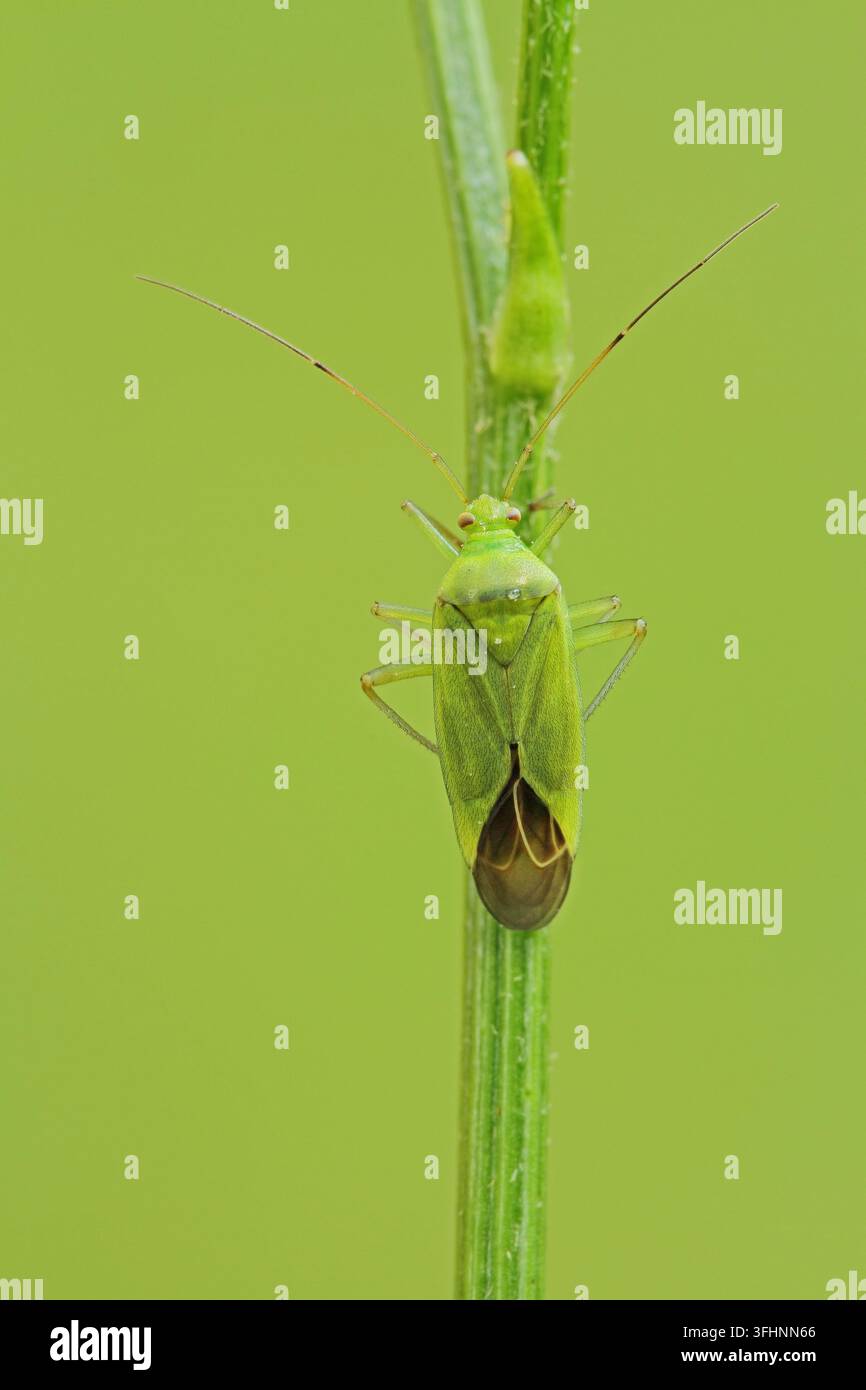 Weicher Käfer (Orthotylus flavinervis) Stockfoto
