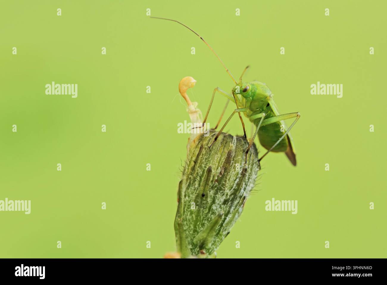 Grashüpfer (Orthotylus flavinervis) Stockfoto