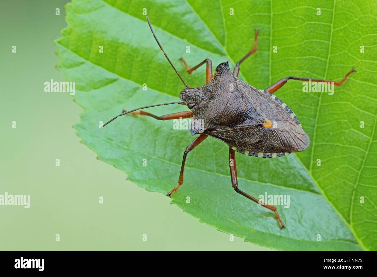 Wald-Fehler (Pentatoma Art) Stockfoto