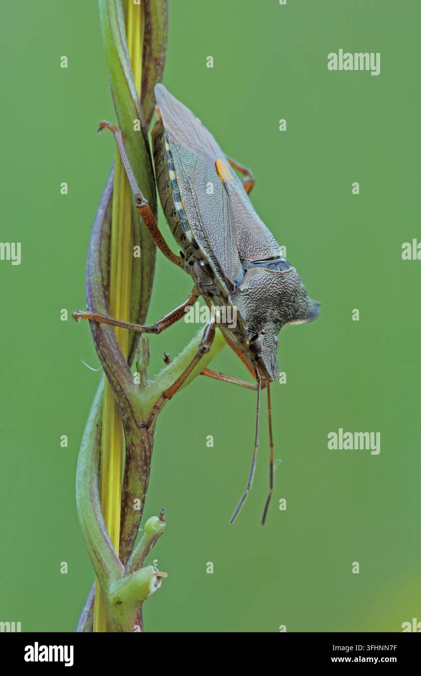 Wald-Fehler (Pentatoma Art) Stockfoto