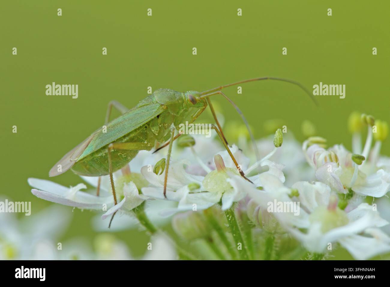 Orthotylus flavinervis Stockfoto
