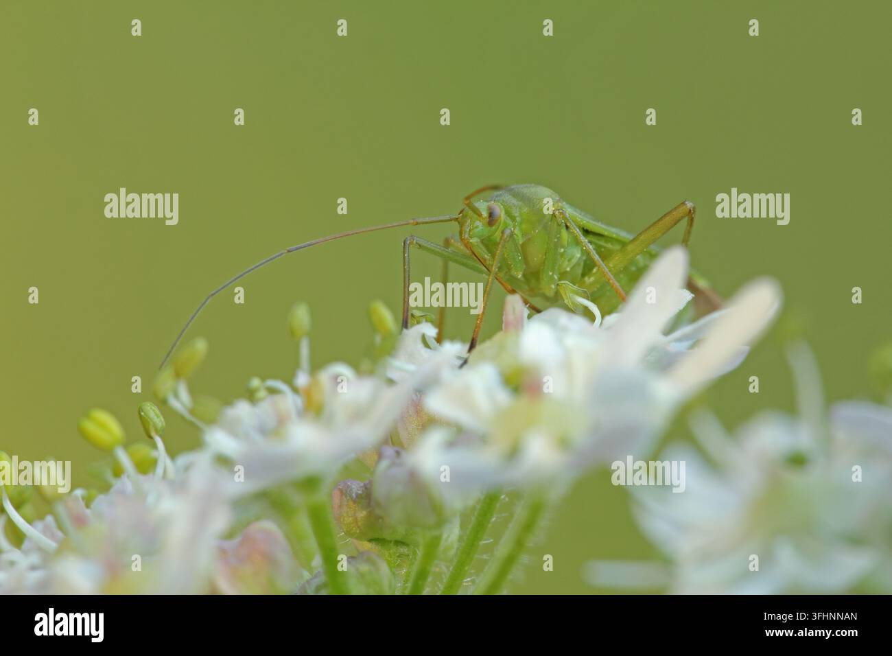 Weicher Käfer (Orthotylus flavinervis) Stockfoto