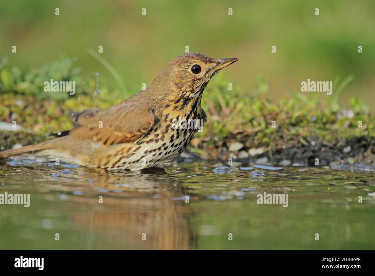Singdrossel (Turdus Philomelos) Stockfoto