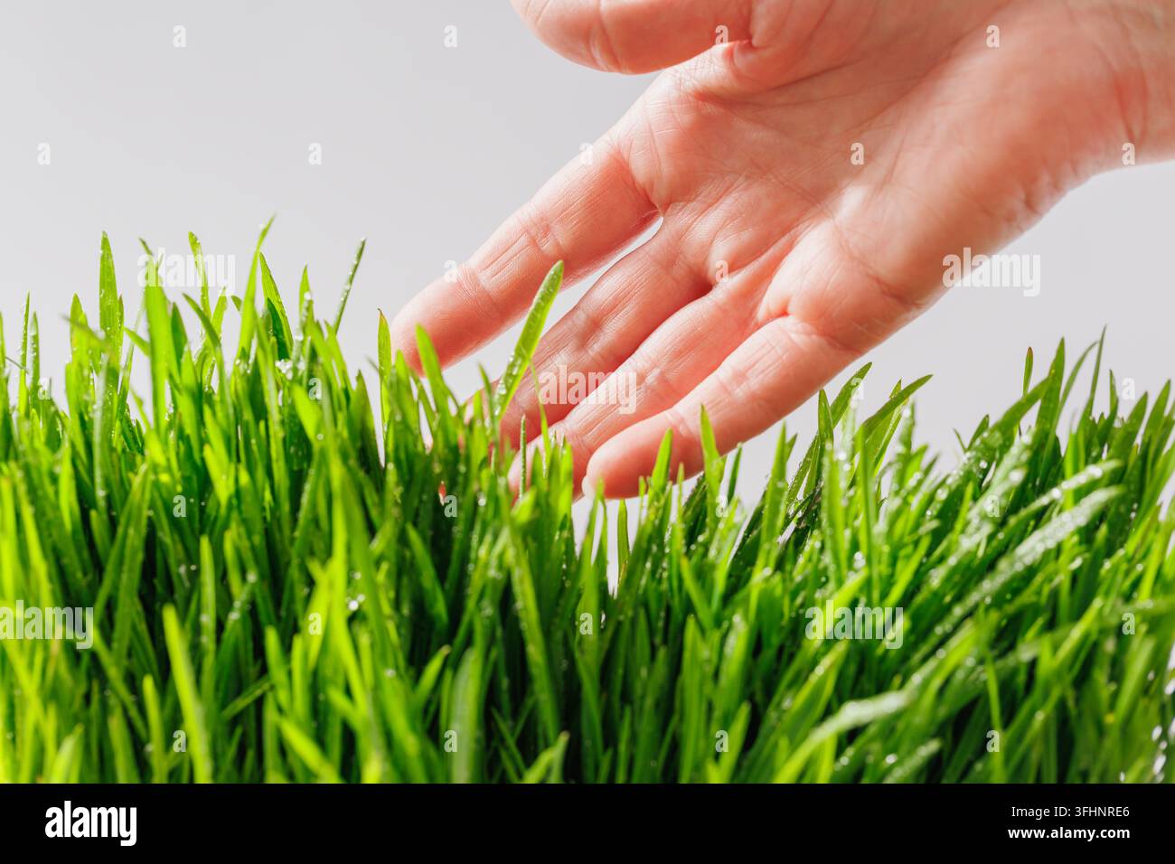 Menschliche Hand streichelt frisches grünes Gras, Nahaufnahme Stockfoto