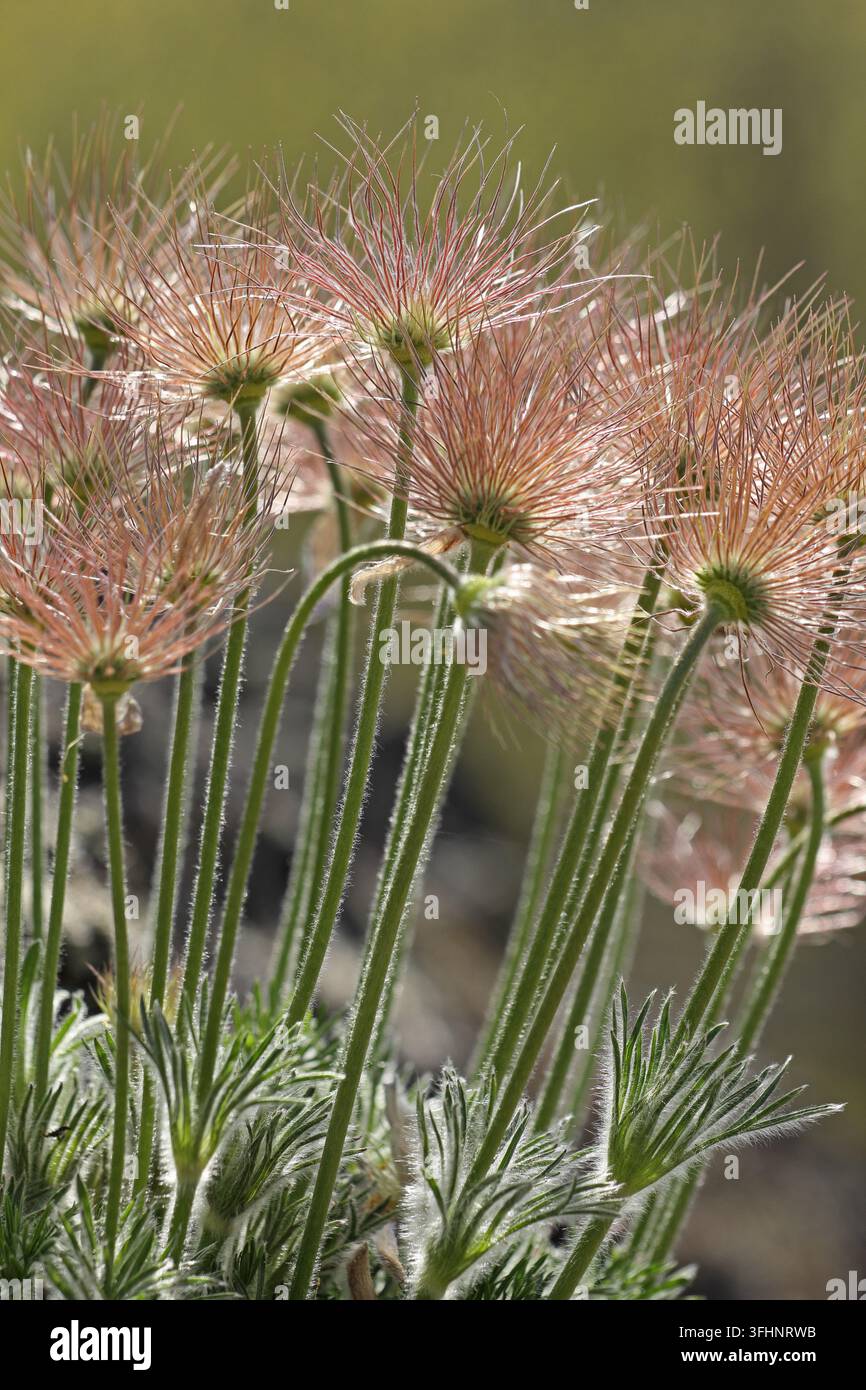 Fruchtender Strauch der Pasque-Blume (Pulsatilla vulgaris) Stockfoto